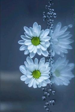 ������ ������� ����� ������